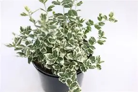 Euonymus Emerald Gaeity