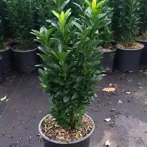 Euonymus jap. Green Spire