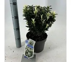 Euonymus jap.  Paloma Blanca ® / P13