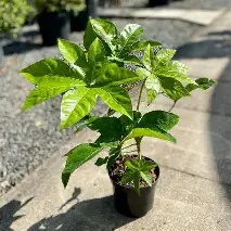 Fatsia japonica