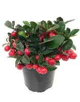 Gaultheria