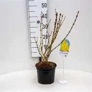 Forsythia int.  Lynwood