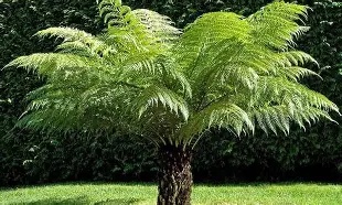 Dicksonia antarctica