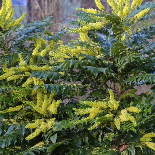 MAHONIA x media Winter Sun 30/+ cm