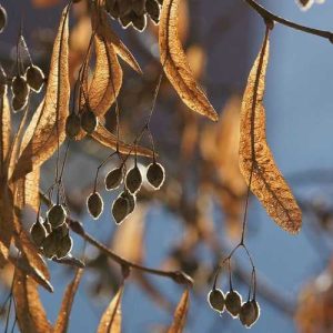 Tilia Cordata