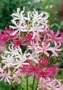 3 x Nerine bowdenii Mixed prepack