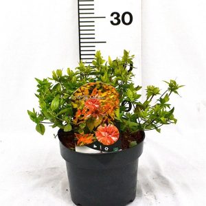 Abelia grand.  Kaleidoscope  / 25-30 CM C3