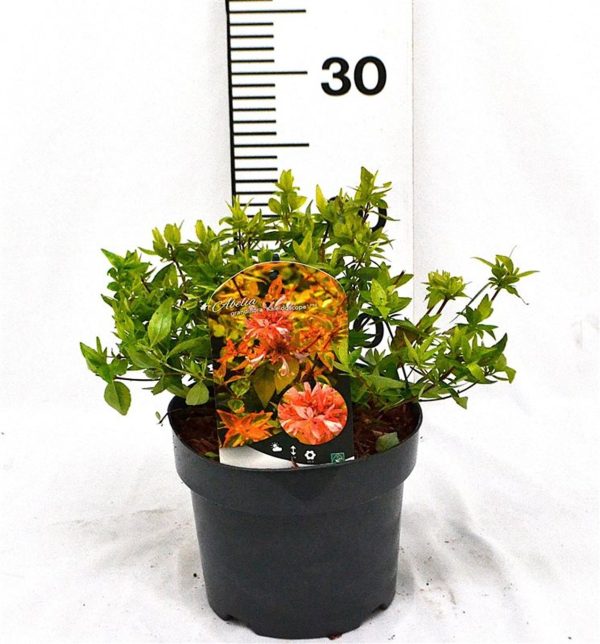 Abelia grand.  Kaleidoscope  / 25-30 CM C3