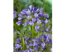 Agapanthus  Dr Brouwer  root - 1 root prepack