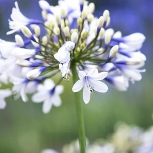 Agapanthus  Twister  root - 1 root prepack