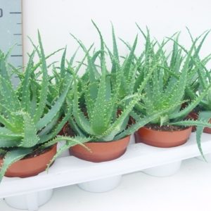 Aloe arborescens / P12