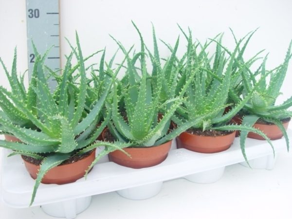 Aloe arborescens / P12