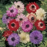 Anemone coronaria St Brigid Mixed- 20 bulbs prepack