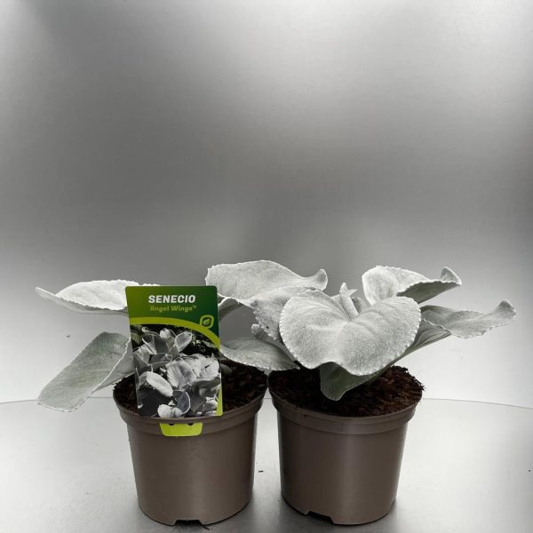 Senecio Angel Wings