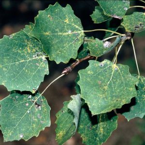 POPULUS TREMULA