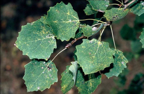 POPULUS TREMULA