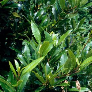 Laurus nobilis (Bay Laurel)