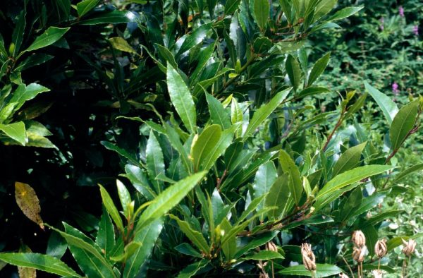 Laurus nobilis (Bay Laurel)