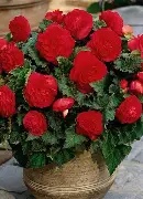 Begonia Double Red - 3 tubers Prepack