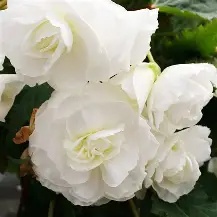 Begonia Double White- 3 tubers prepack