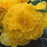 Begonia Picotee Yellow Red - 3 tubers prepack