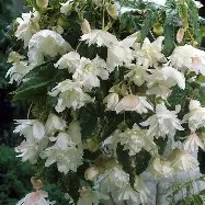 Begonia pendula White - 3 tubers  prepack