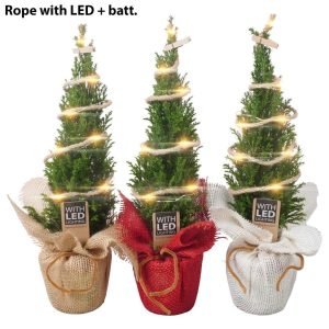 PTK25131 Chamaecyparis lawsoniana Ellwoodii