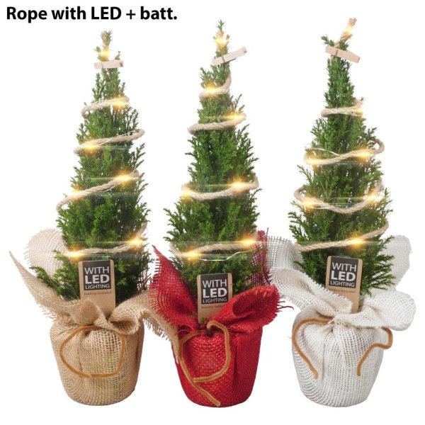 PTK25131 Chamaecyparis lawsoniana Ellwoodii