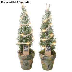 PTK25166 Chamaecyparis lawsoniana Ellwoodii