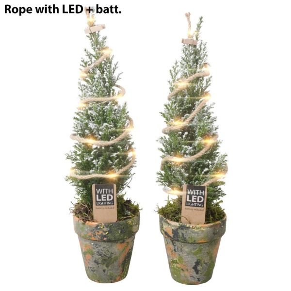 PTK25166 Chamaecyparis lawsoniana Ellwoodii