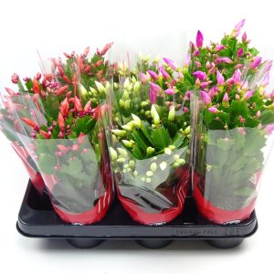 Schlumbergera truncata in 3 varieties 25+ flowers
