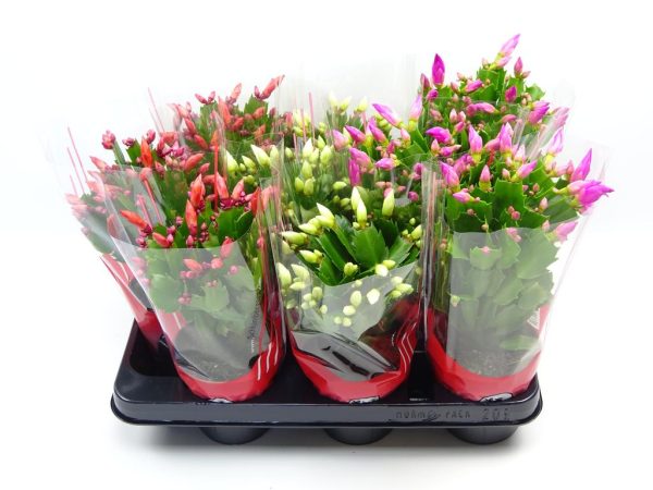 Schlumbergera truncata in 3 varieties 25+ flowers