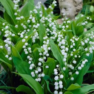 Convallaria majalis   Lily of the Valley  5 pips prepack