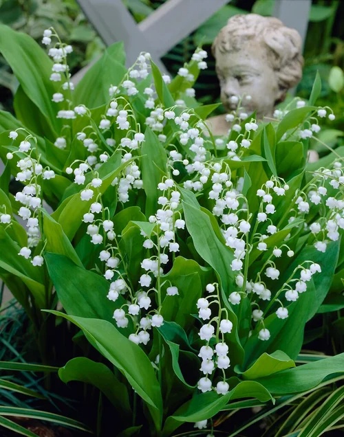 Convallaria majalis   Lily of the Valley  5 pips prepack