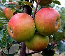 Malus Coxes orange pipin - Apple Tree