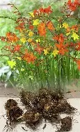 Crocosmia Small Flowering Mixed - 10 Bulb prepack