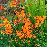 Crocosmia cros.  Emily Mc Enzie  - 10 Bulbs prepack