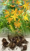 Crocosmia cros.  George Davison  - 10 Bulb prepack