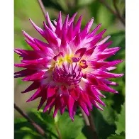 Dahlia Cactus  Electric Light  - Prepack