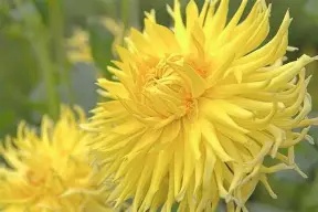 Dahlia Cactus  Yellow Star  prepack