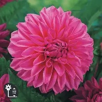 Dahlia Deco.  Lucky Number  prepack