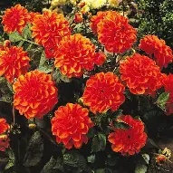 Dahlia Decorative  Orange Nugget  prepack