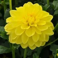 Dahlia Decorative  Sunlady  prepack