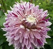 Dahlia Dinnerplate  Avignon  prepack