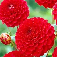 Dahlia Pompon  Nescio  prepack
