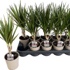 Dracaena marginata / P12 / 10 cm stem