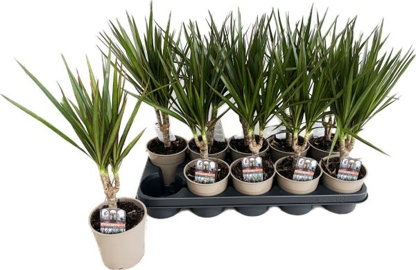 Dracaena marginata / P12 / 10 cm stem