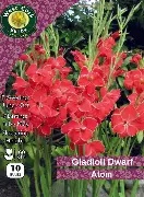 Dwarf Gladioli  Atom  - 10 bulbs Prepack