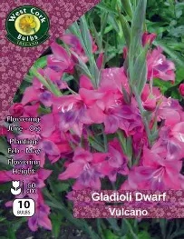 Dwarf Gladioli  Vulcano  - 10 bulbs Prepack