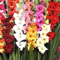 Dwarf Gladioli mixed varieties - 10 bulbs prepack